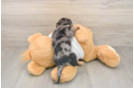 Dachshund Puppy for Adoption