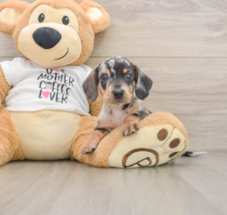 5 week old Dachshund Puppy For Sale - Puppy Love PR