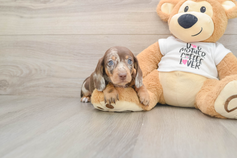 Cute Dachshund Purebred Pup