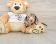 6 week old Dachshund Puppy For Sale - Puppy Love PR