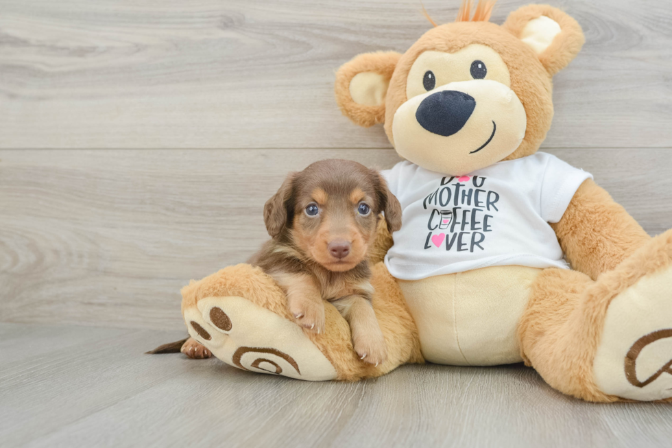 Best Dachshund Baby