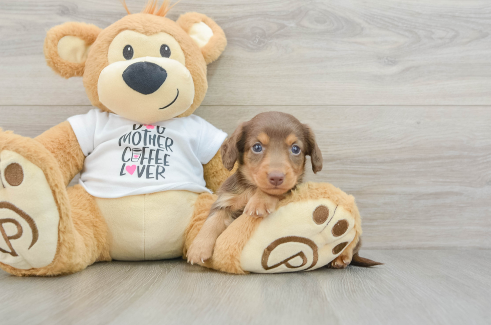 6 week old Dachshund Puppy For Sale - Puppy Love PR