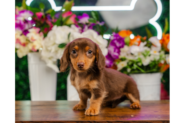 Cute Dachshund Baby