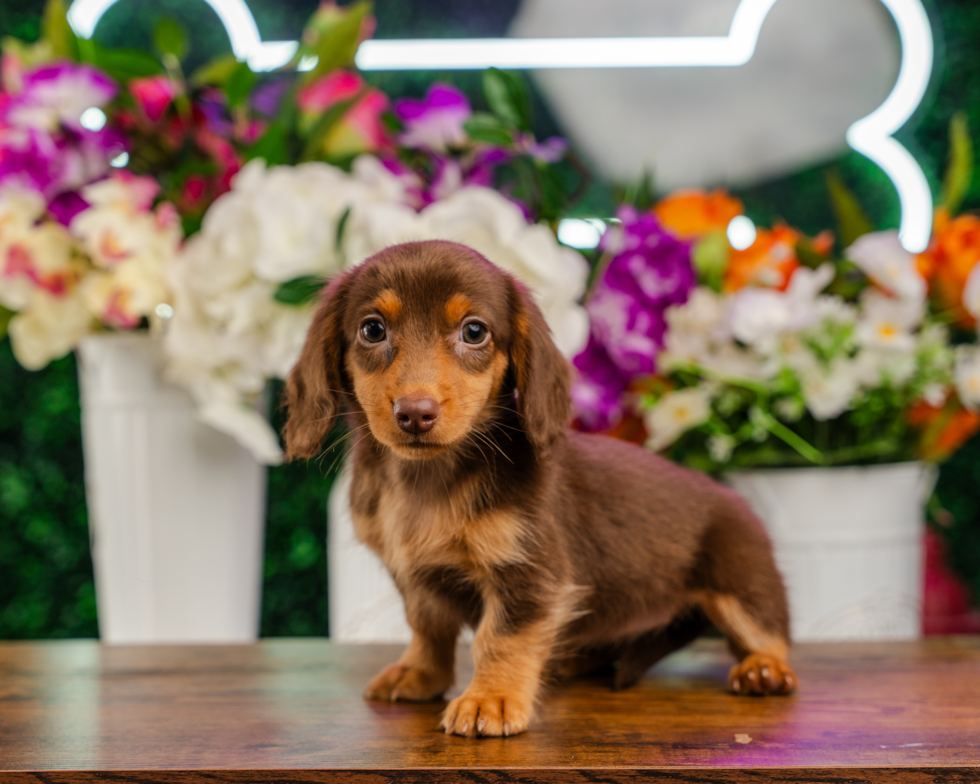 Cute Dachshund Baby