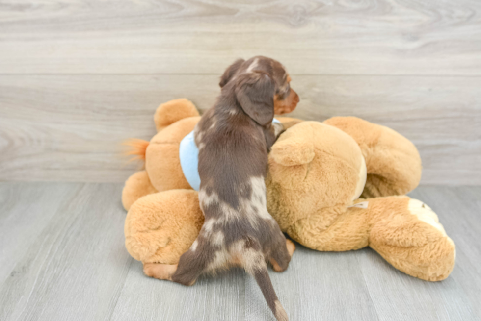 Best Dachshund Baby