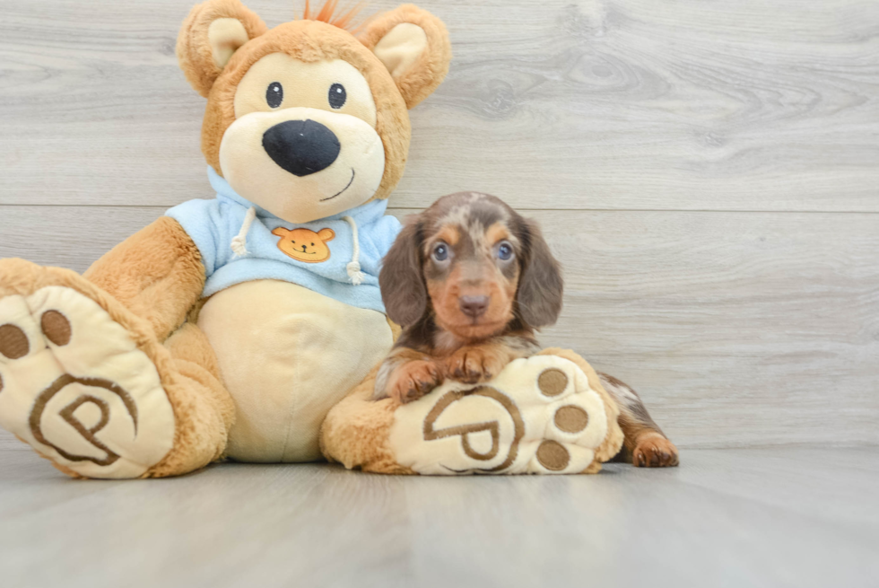 Cute Doxie Purebred Puppy
