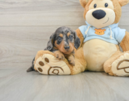 6 week old Dachshund Puppy For Sale - Puppy Love PR