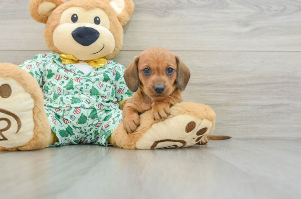 5 week old Dachshund Puppy For Sale - Puppy Love PR