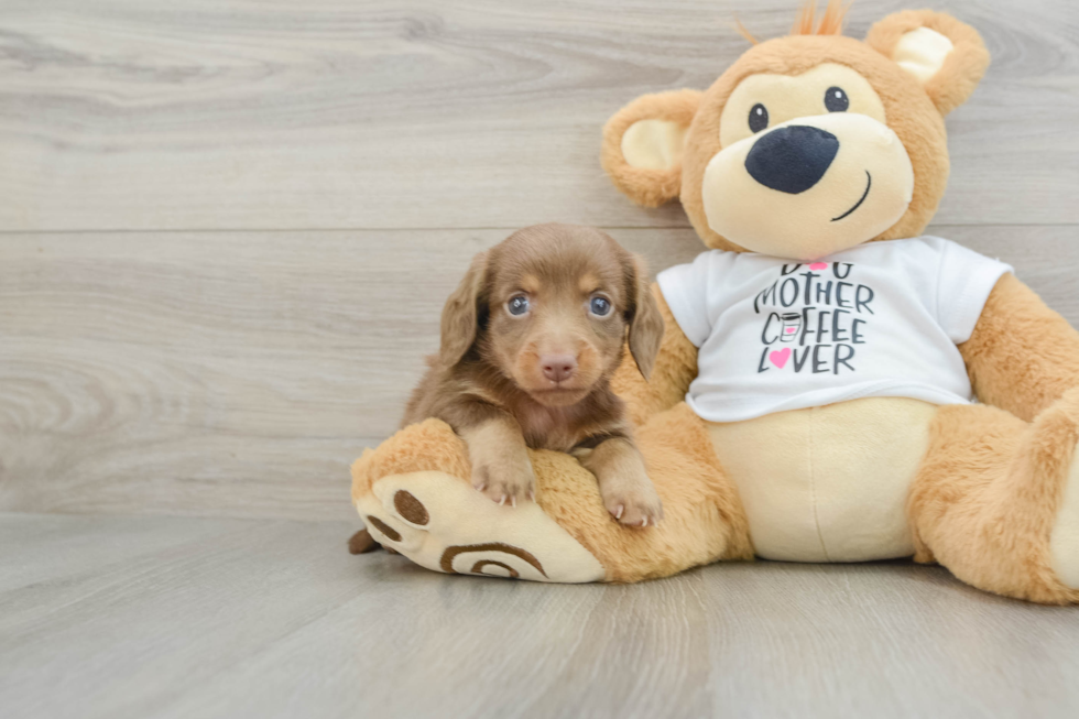 Cute Dachshund Baby