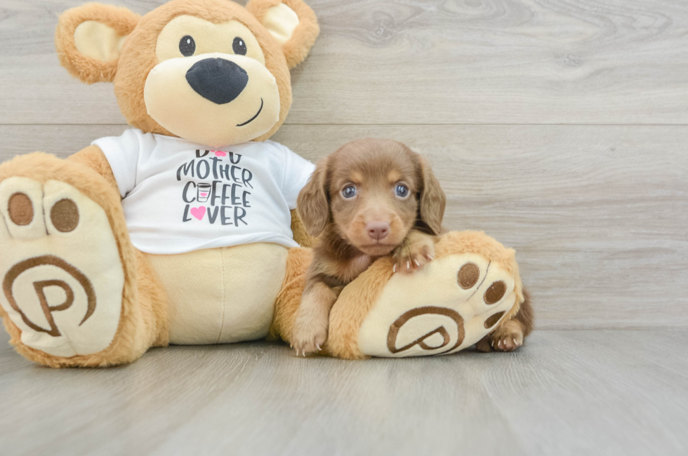 6 week old Dachshund Puppy For Sale - Puppy Love PR