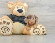 5 week old Dachshund Puppy For Sale - Puppy Love PR