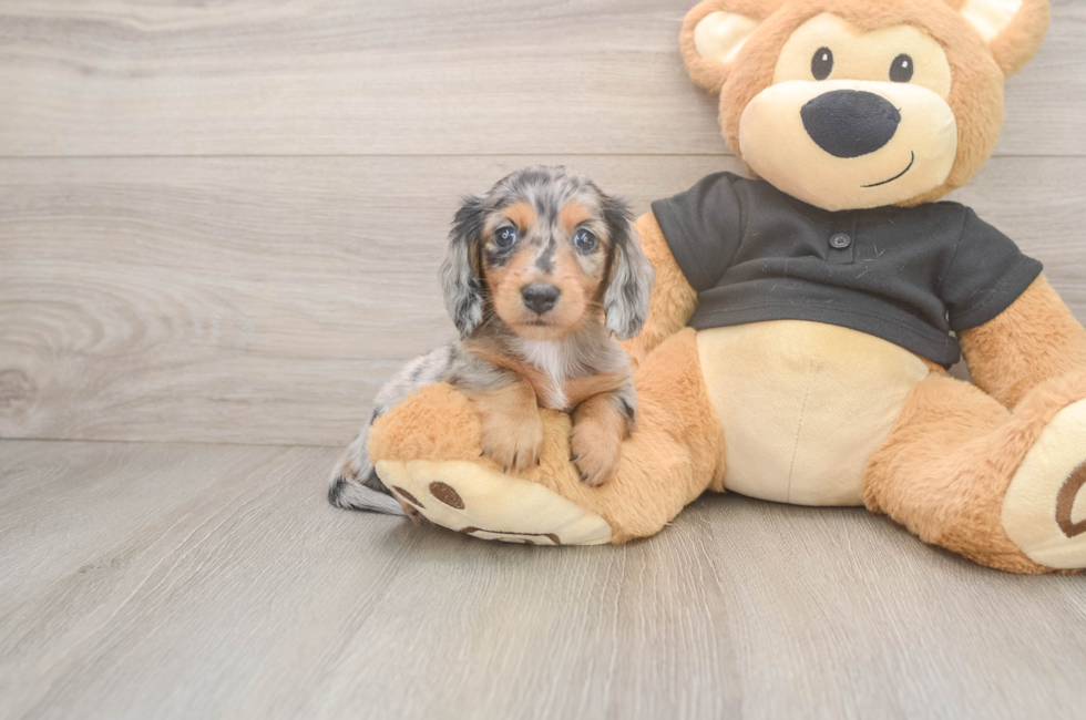 6 week old Dachshund Puppy For Sale - Puppy Love PR