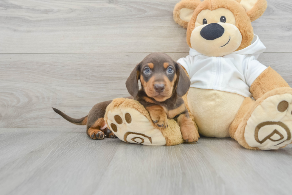 Dachshund Puppy for Adoption
