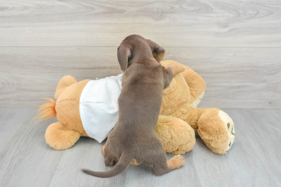 Dachshund Pup Being Cute