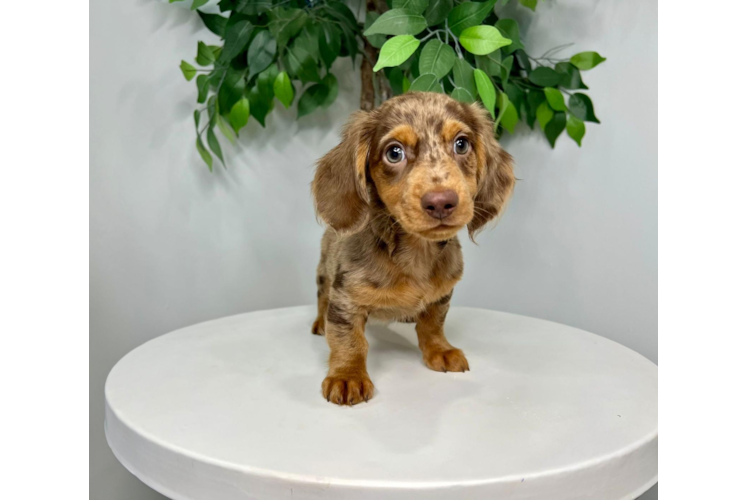 Dachshund Pup Being Cute