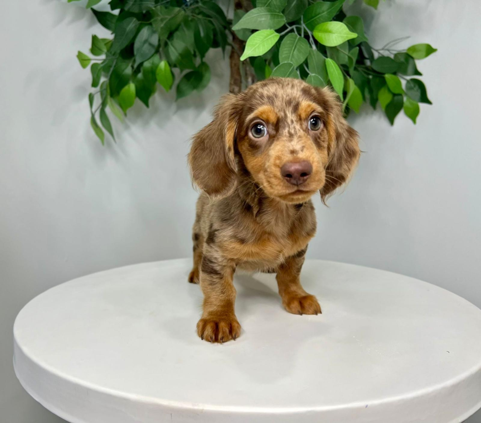 Dachshund Pup Being Cute