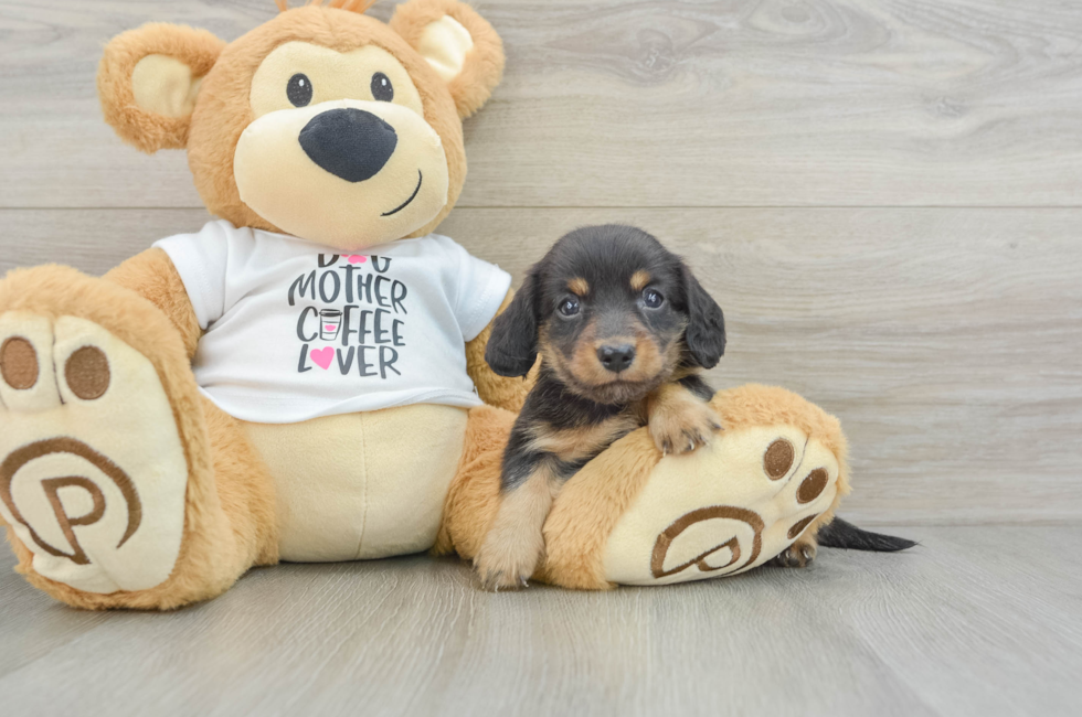 6 week old Dachshund Puppy For Sale - Puppy Love PR