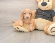 6 week old Dachshund Puppy For Sale - Puppy Love PR