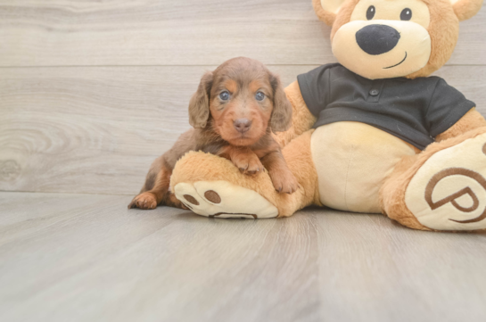 6 week old Dachshund Puppy For Sale - Puppy Love PR Cute Doxie Purebred Puppy