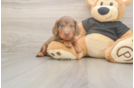 Meet Donald - our Dachshund Puppy Photo  1/3 - Puppy Love PR Cute Doxie Purebred Puppy