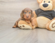 5 week old Dachshund Puppy For Sale - Puppy Love PR 5 week old Dachshund Puppy For Sale - Puppy Love PR