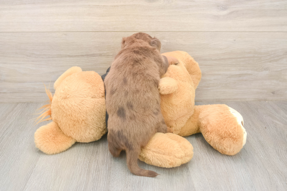 Meet Donald - our Dachshund Puppy Photo  3/3 - Puppy Love PR Best Dachshund Baby