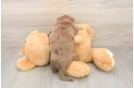 Meet Donald - our Dachshund Puppy Photo  3/3 - Puppy Love PR Best Dachshund Baby