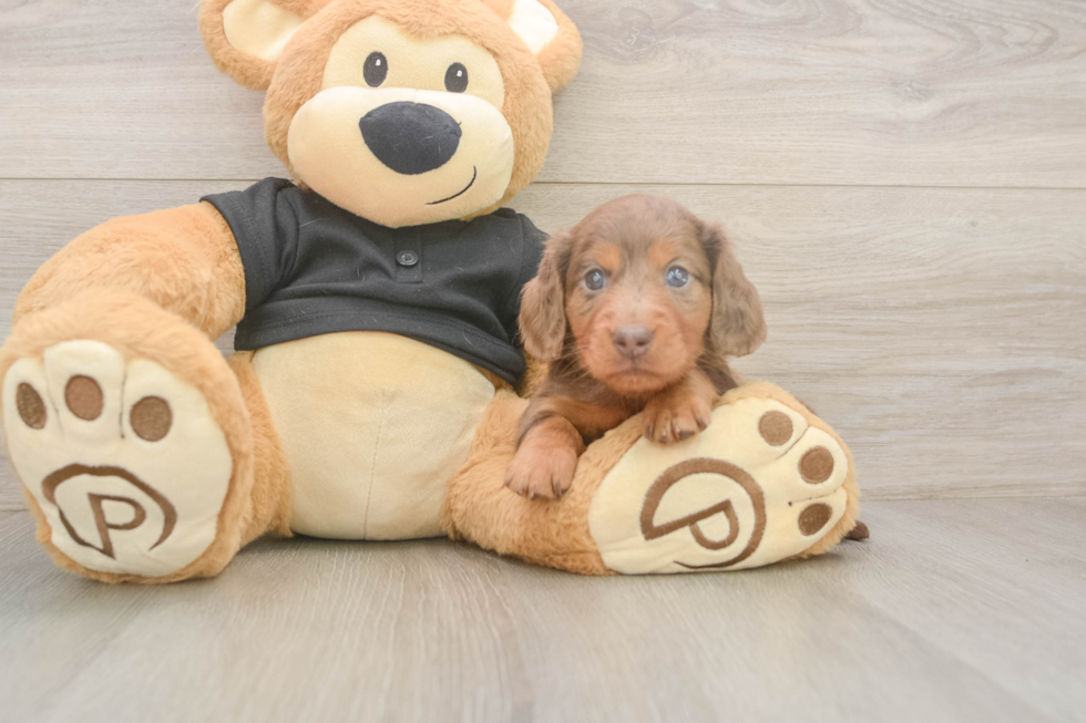 Meet Donald - our Dachshund Puppy Photo  2/3 - Puppy Love PR Dachshund Puppy for Adoption