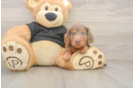 Meet Donald - our Dachshund Puppy Photo  2/3 - Puppy Love PR Dachshund Puppy for Adoption