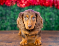 9 week old Dachshund Puppy For Sale - Puppy Love PR