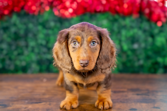 Cute Doxie Purebred Puppy