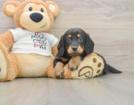 5 week old Dachshund Puppy For Sale - Puppy Love PR