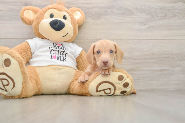Dachshund Puppy for Adoption