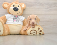 5 week old Dachshund Puppy For Sale - Puppy Love PR