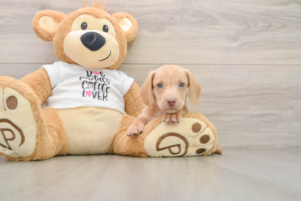 Dachshund Puppy for Adoption