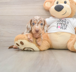 5 week old Dachshund Puppy For Sale - Puppy Love PR