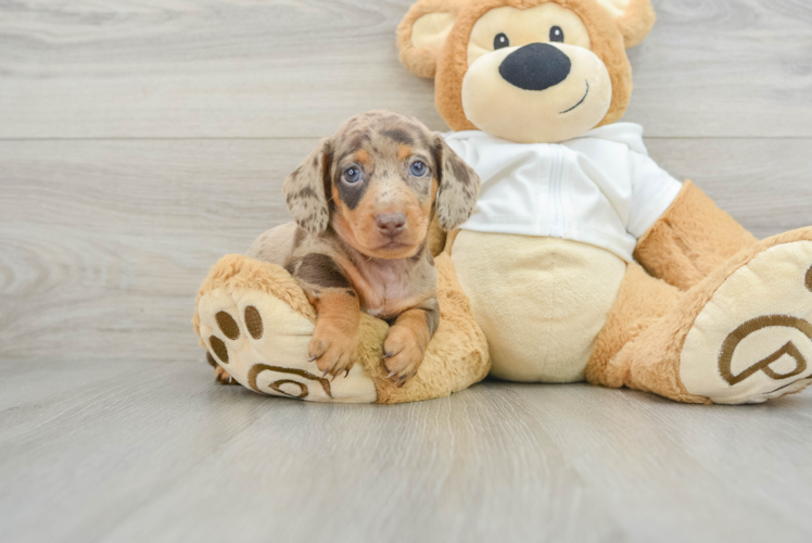 Meet Downey - our Dachshund Puppy Photo 1/3 - Puppy Love PR Cute Doxie Purebred Puppy