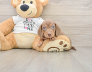 5 week old Dachshund Puppy For Sale - Puppy Love PR