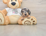 6 week old Dachshund Puppy For Sale - Puppy Love PR