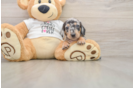 Dachshund Puppy for Adoption