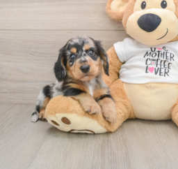 5 week old Dachshund Puppy For Sale - Puppy Love PR