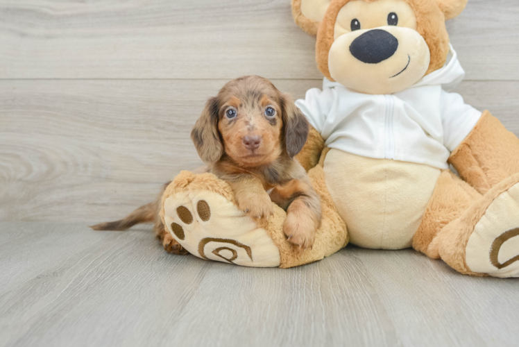 Meet Droopy - our Dachshund Puppy Photo 1/3 - Puppy Love PR Cute Dachshund Baby