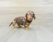 8 week old Dachshund Puppy For Sale - Puppy Love PR