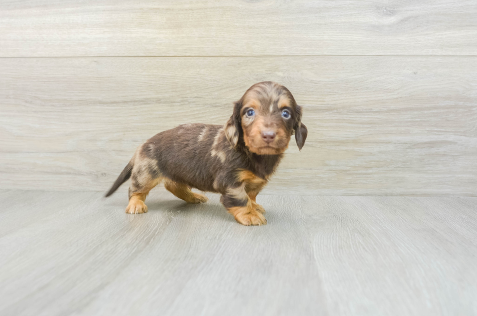 7 week old Dachshund Puppy For Sale - Puppy Love PR