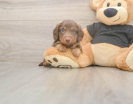 6 week old Dachshund Puppy For Sale - Puppy Love PR