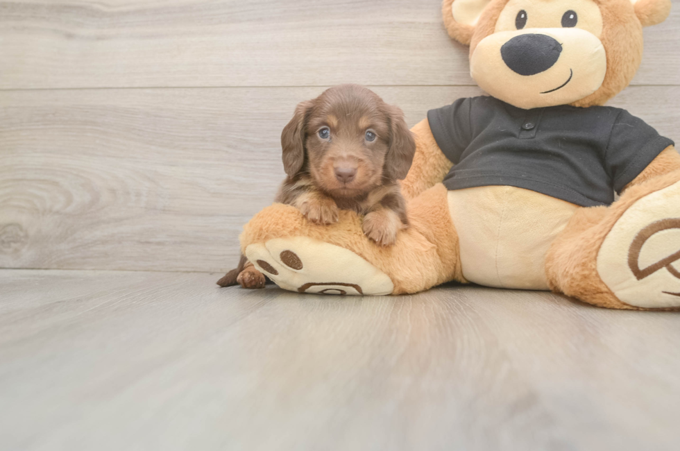 5 week old Dachshund Puppy For Sale - Puppy Love PR