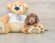 5 week old Dachshund Puppy For Sale - Puppy Love PR
