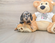 6 week old Dachshund Puppy For Sale - Puppy Love PR