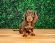 10 week old Dachshund Puppy For Sale - Puppy Love PR