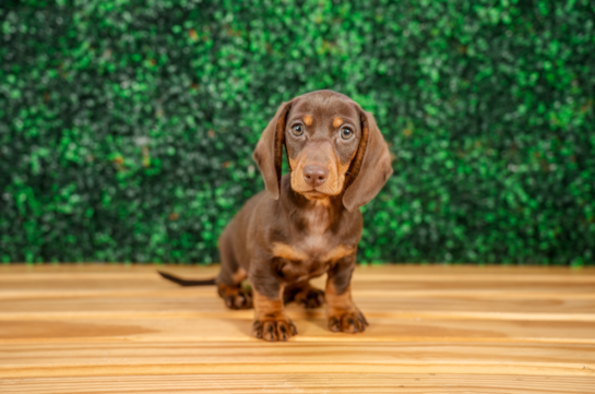Cute Dachshund Baby
